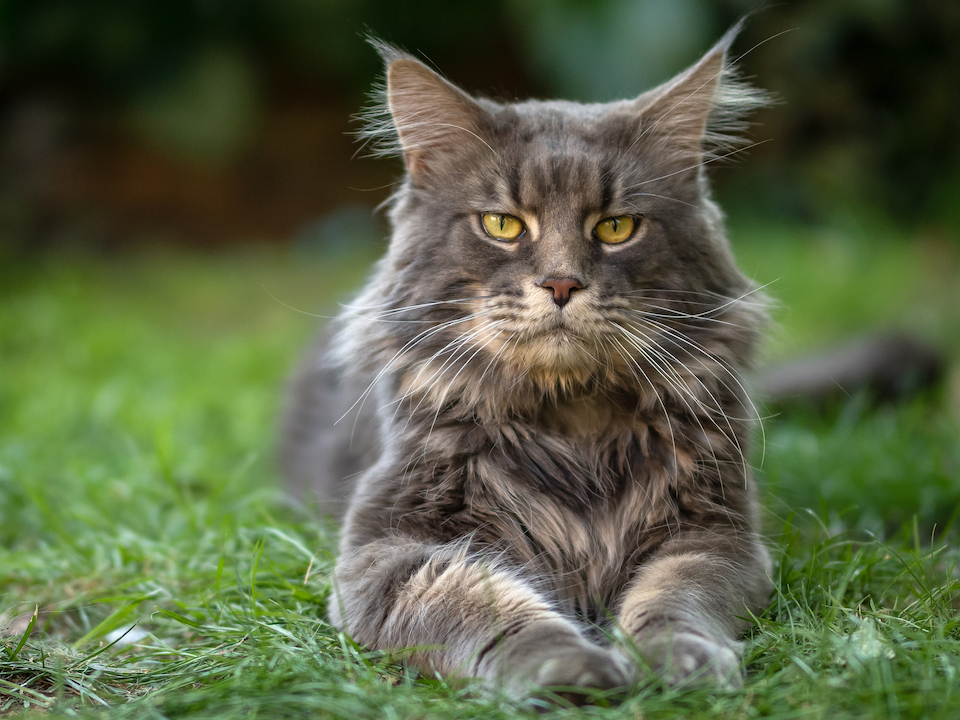 Majestycoon Philip *HU of Jaeger Cats (IMP)