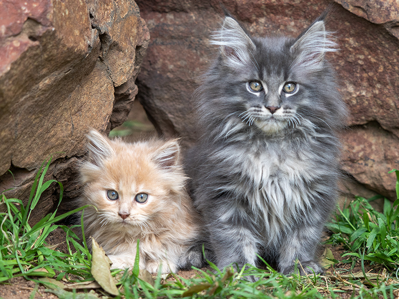 Jaeger Cats Maine Coons - meet the kittens
